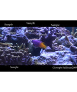 Royal Gamma Purple &amp; Yellow Fish Freebie Computer Wallpaper Digital Down... - $0.00