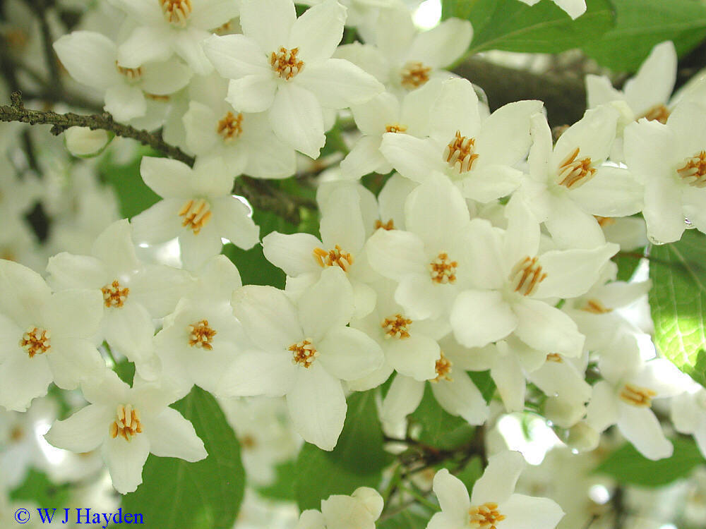 Fragrant Snowbell Styrax Obassia Tree Seeds Showy Hardy 4 Tree Seeds 1105