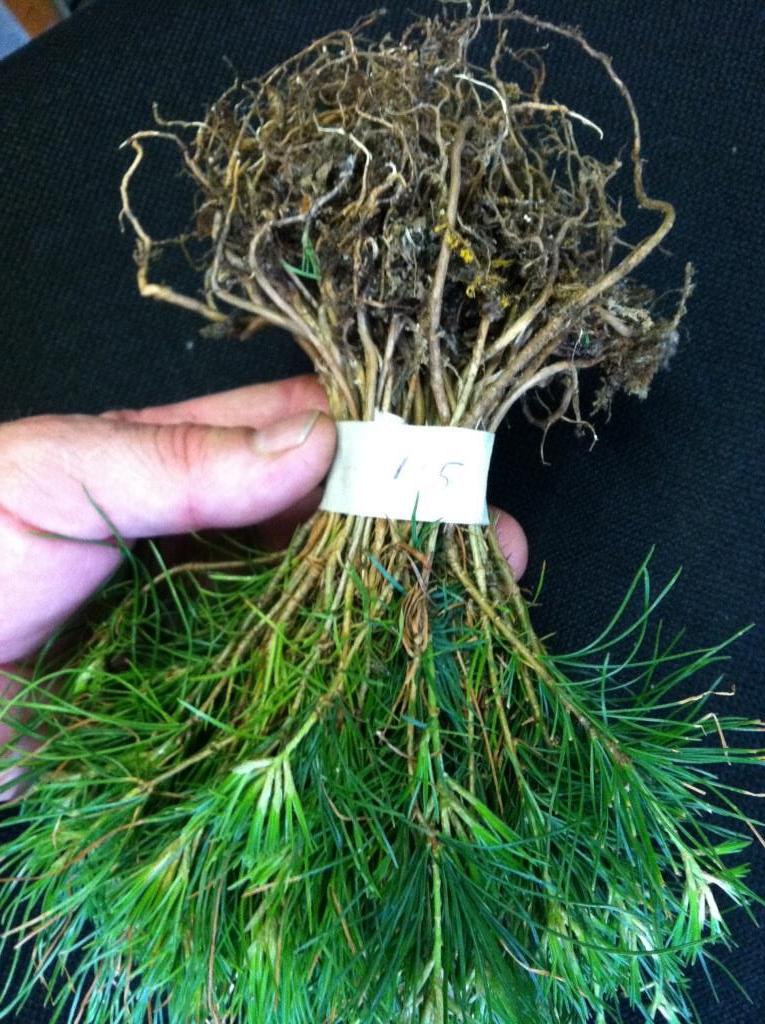 20 Fresh White Pine Tree Seedlings FREE SHIPPING Trees