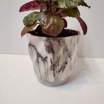 House Plant in Ceramic Planter, Purple Waffle Hemigraphis Alternata Potted Plant image 9