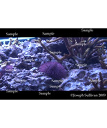 Sea Urchin Freebie Computer Wallpaper Digital Download - $0.00