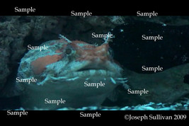 Oyster Toadfish Freebie Computer Wallpaper Digital Download - $0.00
