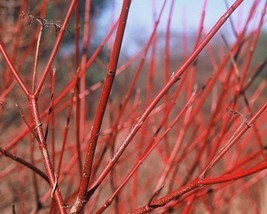 Cornus Amomum (Silky Dogwood) 10 seeds - $1.59