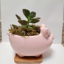 Pig Planter with Echeveria Succulent, Pink, Live Plant, Animal Succulent Planter image 4