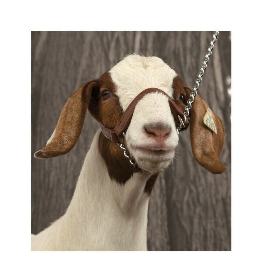 Brahma b Goat Halter For Goats Leather Small 30 lbs and Under