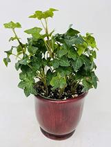 Red Ceramic Pot Plant Collection by JMBAMBOO (Baltic Ivy) - $26.45
