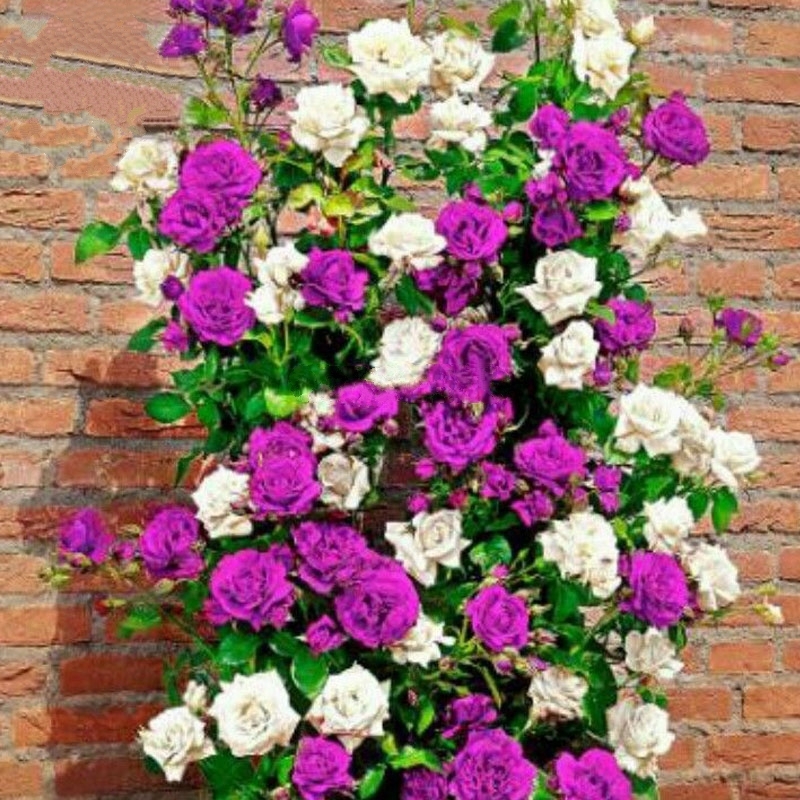 Dabai Mountain Purple Climbing Plants, 50 seeds, beautiful