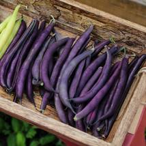 Bean Seeds - Bush - Royal Burgundy- Vegetable Seeds - Outdoor Living - Gardening - $35.99