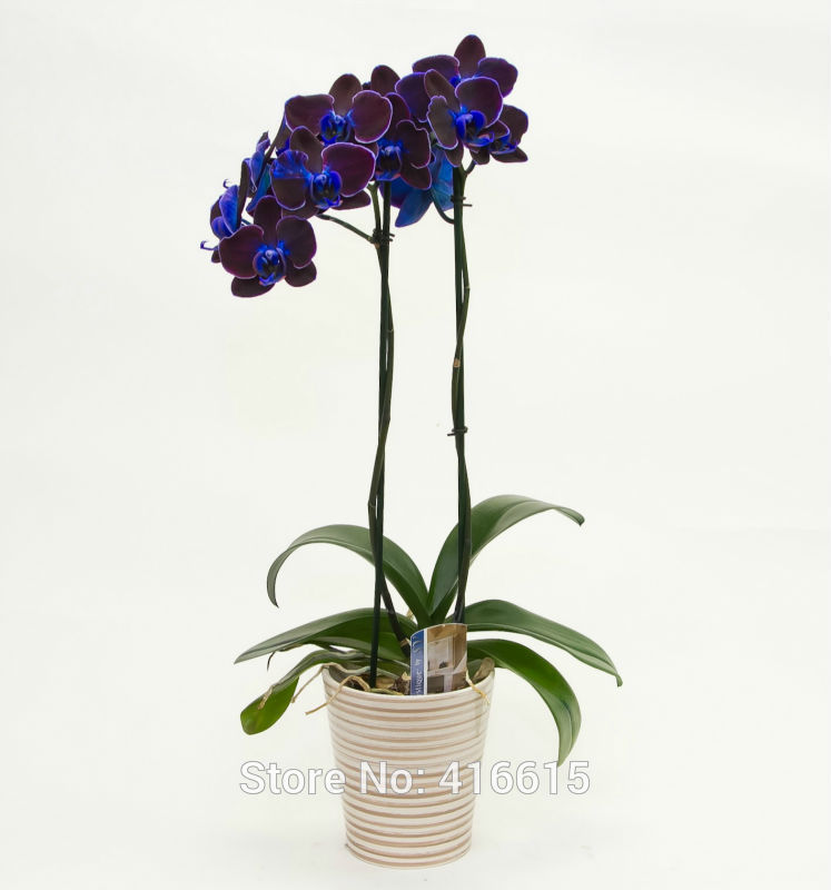 100 Seeds Indigo Mystique Moth Orchid Seeds Indigo Mystique Orchid ...