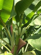 Cold Hardy North America Banana  -  Tree Seedling (Rhizome)  -   3 to 6 in. Long image 3