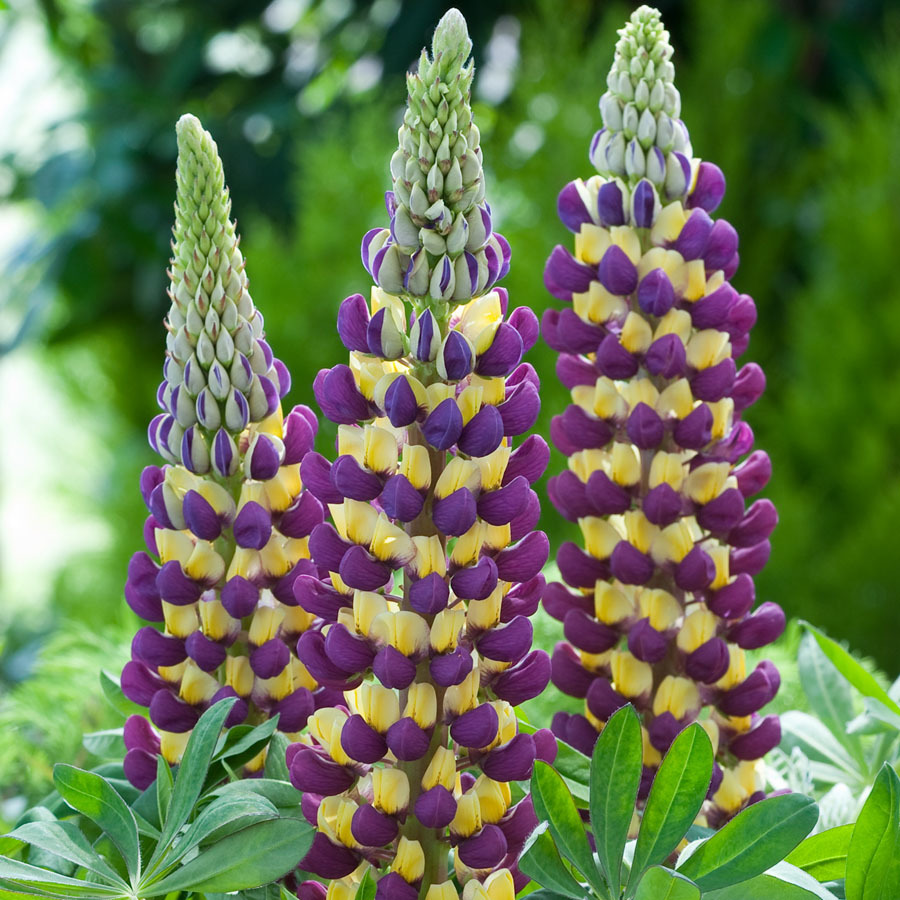 15 seed Lupinus 20 Types of Lupine Perennial Flowers, DIY Flower Garden ...