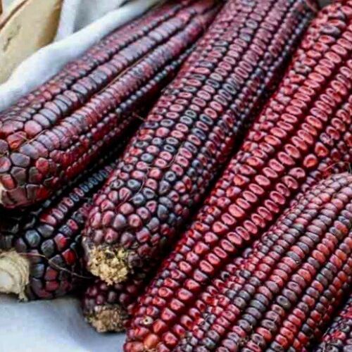 Primary image for Bloody Butcher Ornamental Corn Seed - Bloody Butcher Ornamental Corn Seed