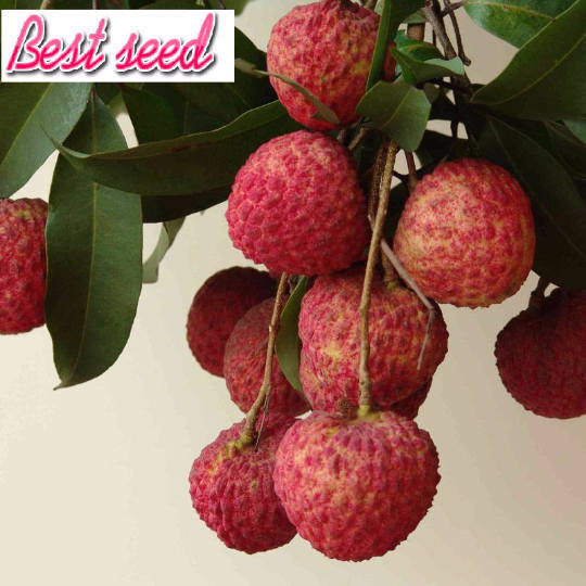 Heirloom 'Smile Of Princess' Litchi Seed, 5 Seeds/Pack, Organic Fruit