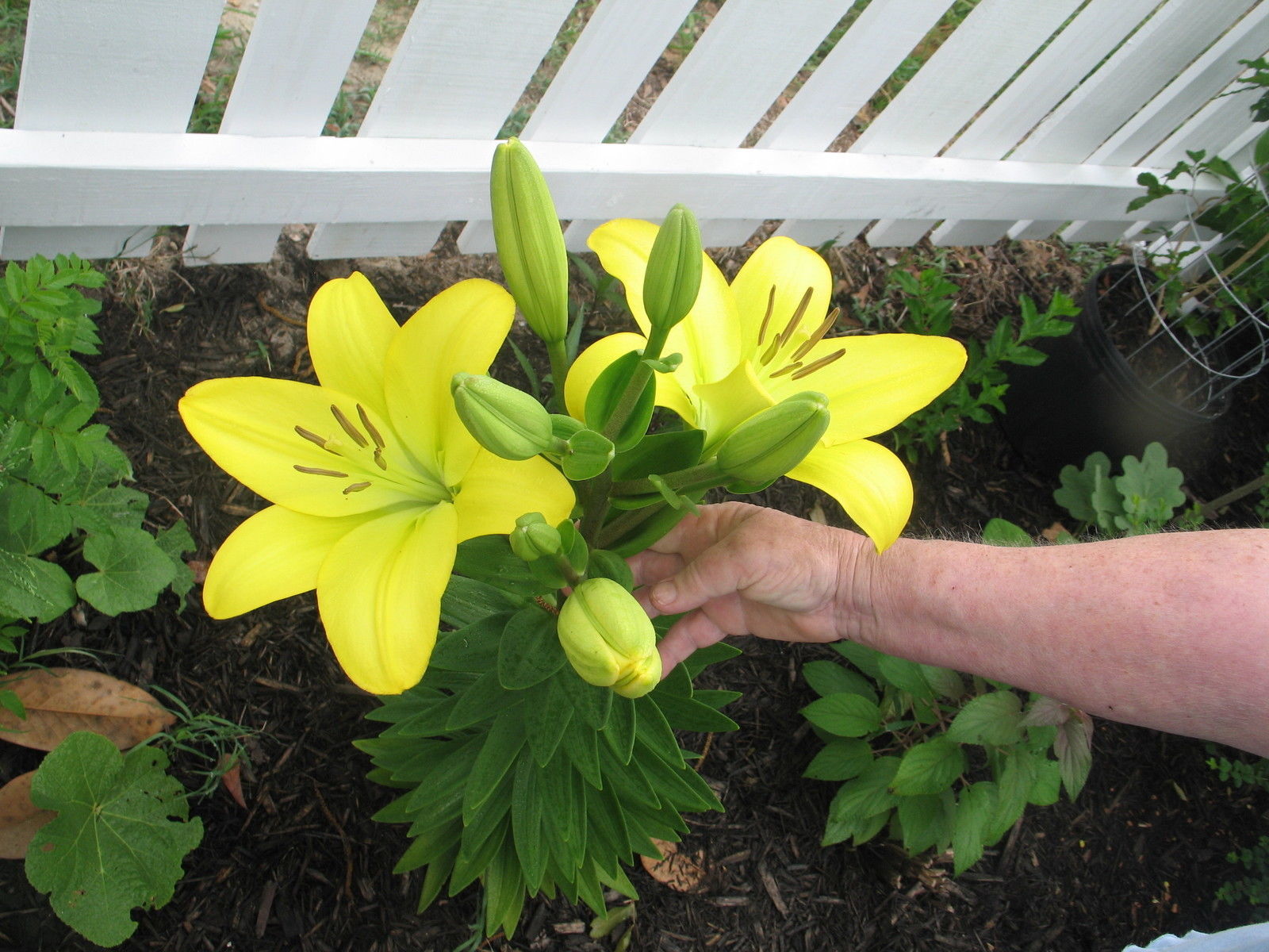 Asiatic Lily Yellow County Lily plant FREE SHIP Perennials