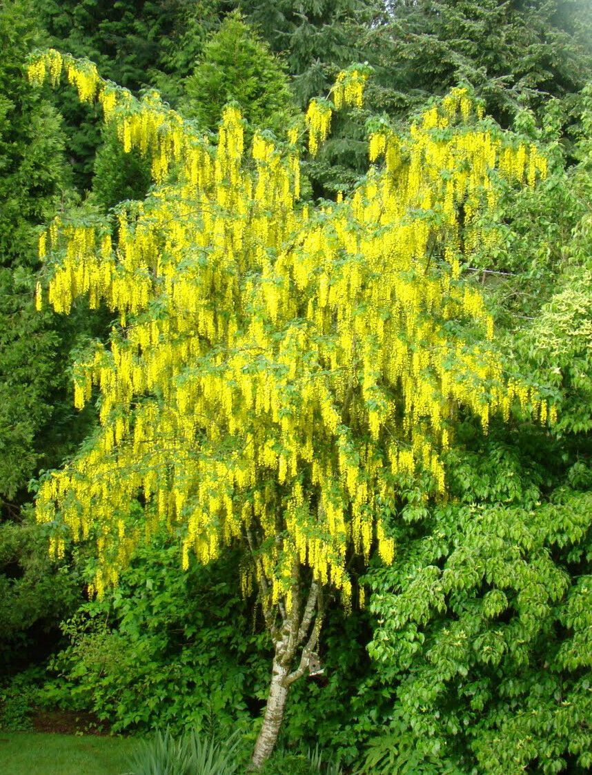 GOLDEN CHAIN TREE*60 SEEDS*HARDY*BEAUTIFUL CASCADING YELLOW FLOWERS