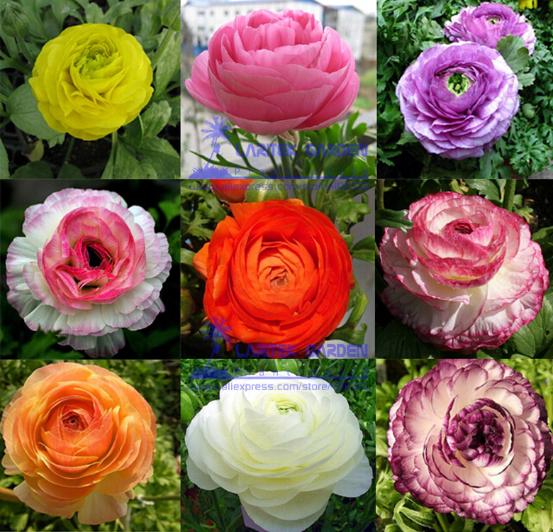 40 Mixed Ranunculus Asiaticus Flower Seeds Buttercup Seeds