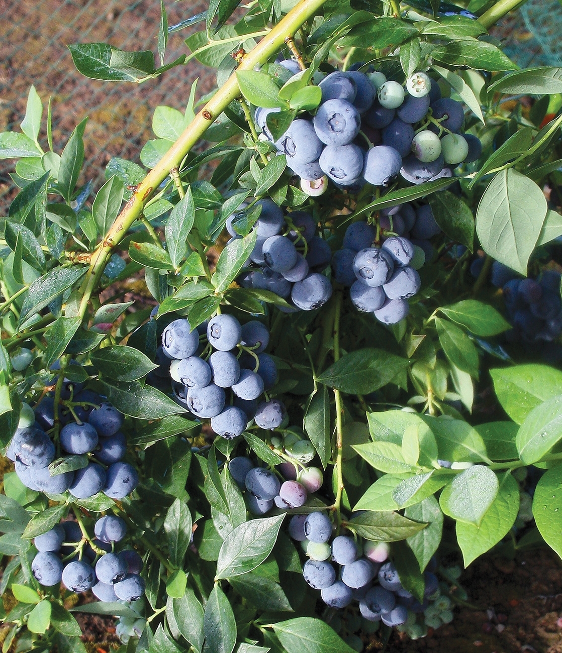 1 Plant Legacy Blueberry Bush Edible Berry Hardy Perennial 1 Gallon Pot