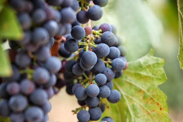 30 Grape Vine Seeds Vitis Vinifera Fruit Bonsai