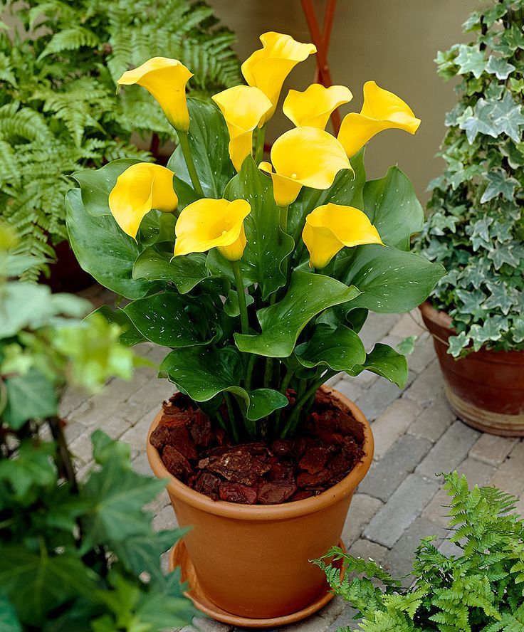 50 Yellow Zantedeschia Aethiopica, Calla Lily Seeds ...