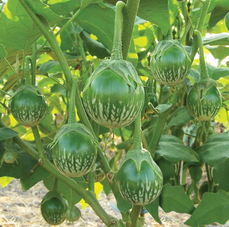 20+ White Round African Eggplant Seeds Ca Phao Trang Solanum melongena Organic