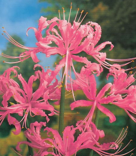 50 Pink Lycoris Radiata Flower Seeds