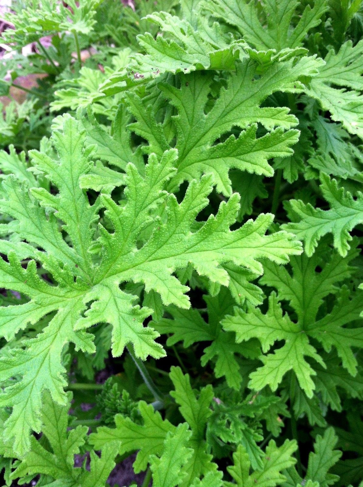 2 Plant 4&quot; Citronella Pelargonium Geranium