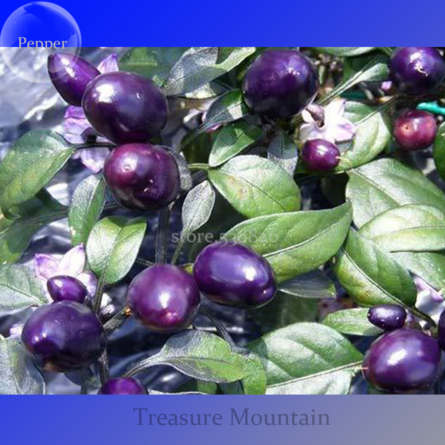 100 Genuine Pretty Purple Ornamental Chilli Pepper, 15 seeds, hot