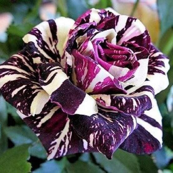 20 Purple Strip Shrub Rose Flower Seeds Rare Bush Rose Exotic Plant