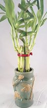 Jmbamboo - Live Spiral 7 Style Lucky Bamboo Plant Arrangement w/ dolphine unique - $28.41