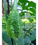 West Indian Gherkin seed - strangely beautiful and tasty ornamental cucu... - $5.00