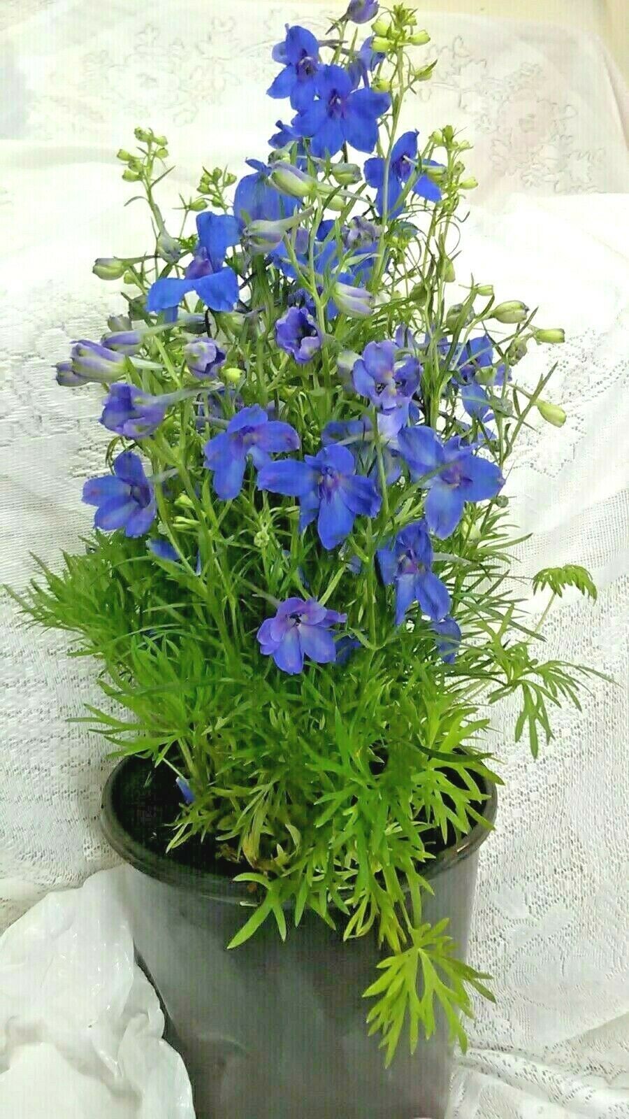 Summer Nights Blue Delphinium Perennials 5