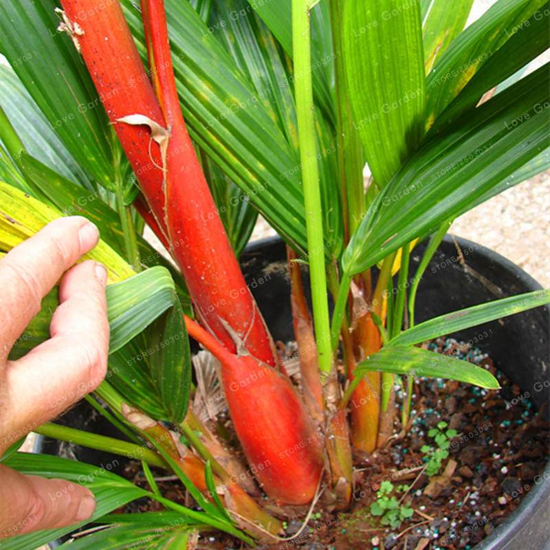 Lipstick Palm Seeds Cyrtostachys Renda Tree Red Sealing Wax Palm Seed