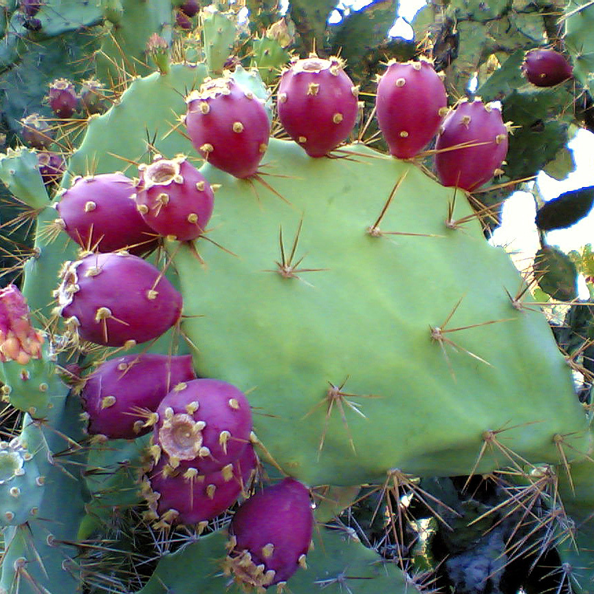 Prickly Pear Cactus Varieties Eastern Prickly Pear Cactus Seeds 
