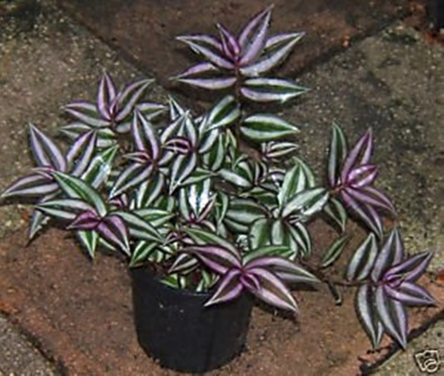 12 Purple Zebra Wandering Jew Plant Cuttings &amp; FREE