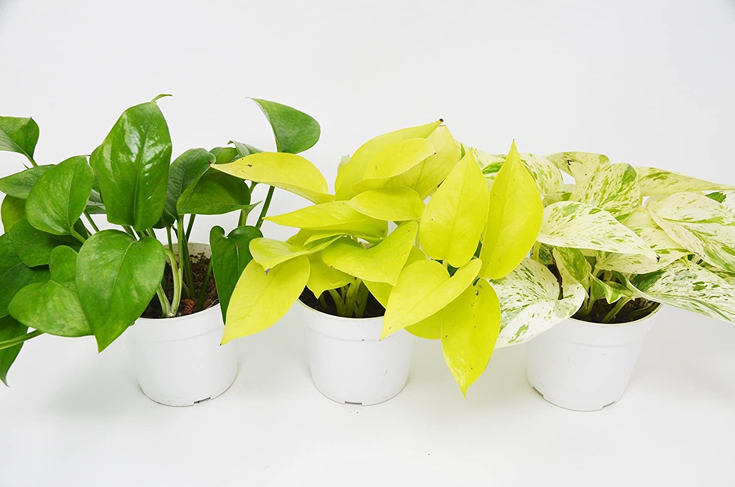 3 Different Pothos Plants in 4&quot; Pots Live HousePlant