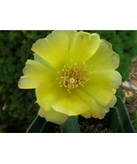 Organic Native Plant, Eastern Prickly Pear Cactus, Opuntia humifosa - $5.00