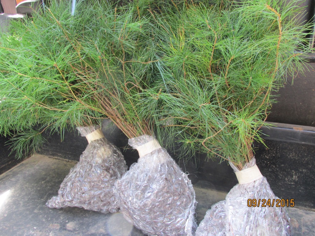 200 Bulk nursery white pine tree starter seedlings free shipping Trees