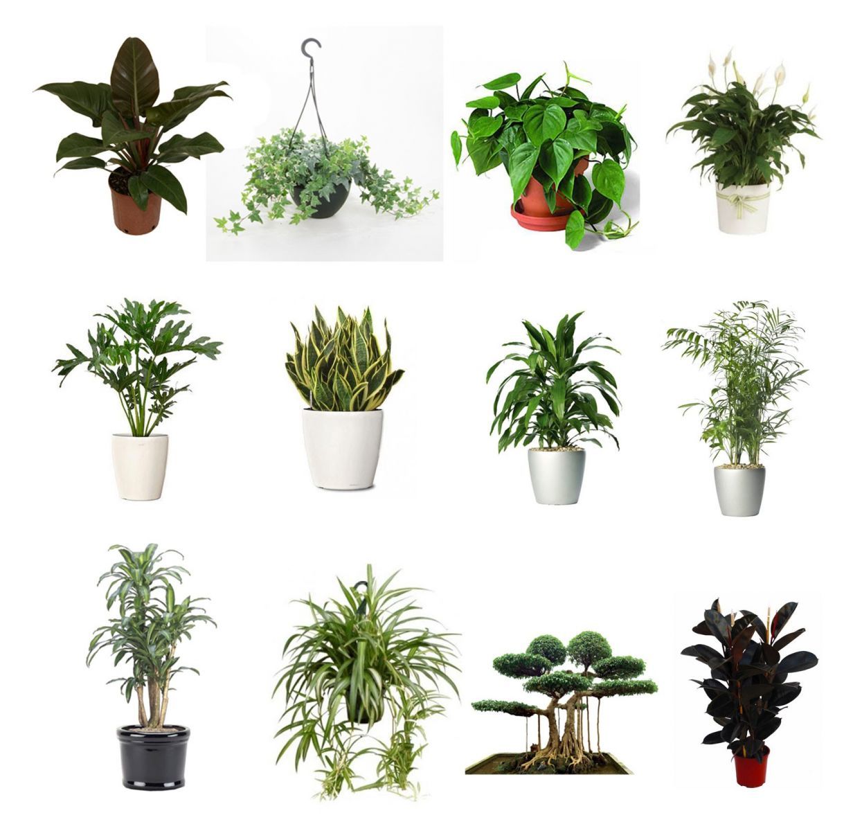 Combo of 4 Best Air Clean Live Plants Fit 4" Pot Clean Air Plants for