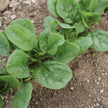 Lizard Spinach Seed, Vegetable Seeds,Ship From US - $17.00