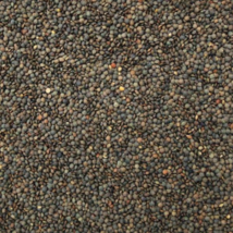 2 oz. Organic French Lentil Seeds - Sprouting - Non-GMO -  Donate: Sick Children image 1