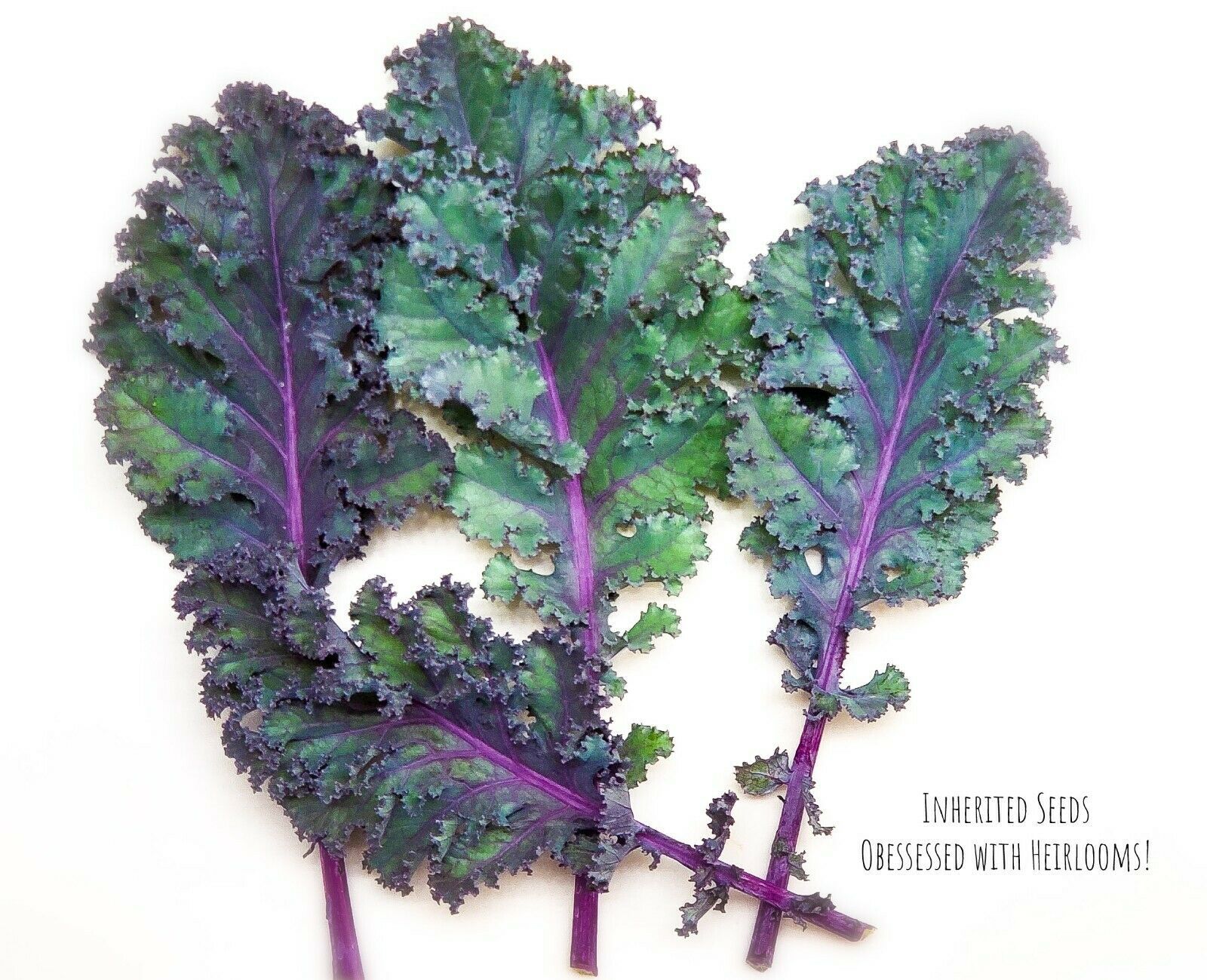 Kale Red Russian HEIRLOOM 100+ Seeds Premium 100% Organic Non GMO Grown In USA
