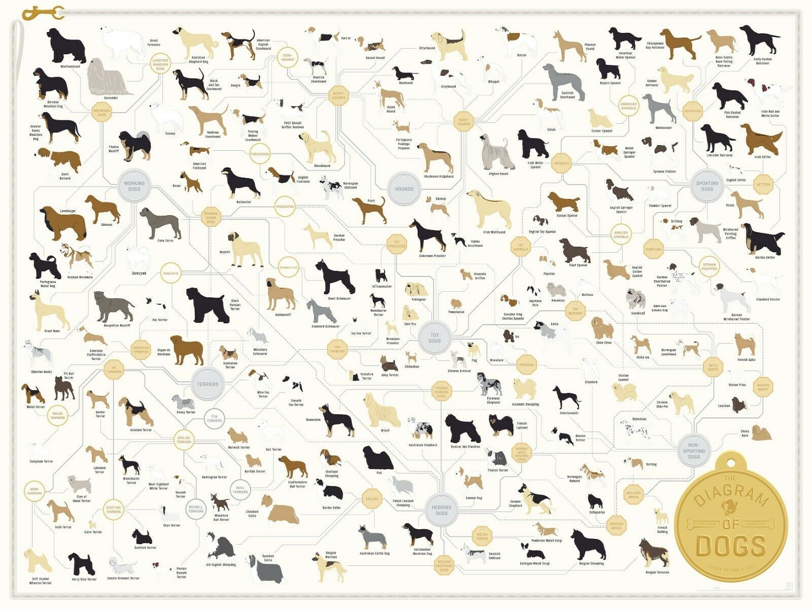 Dog Breed Chart Poster Print Choose your size Unframed. Posters & Prints