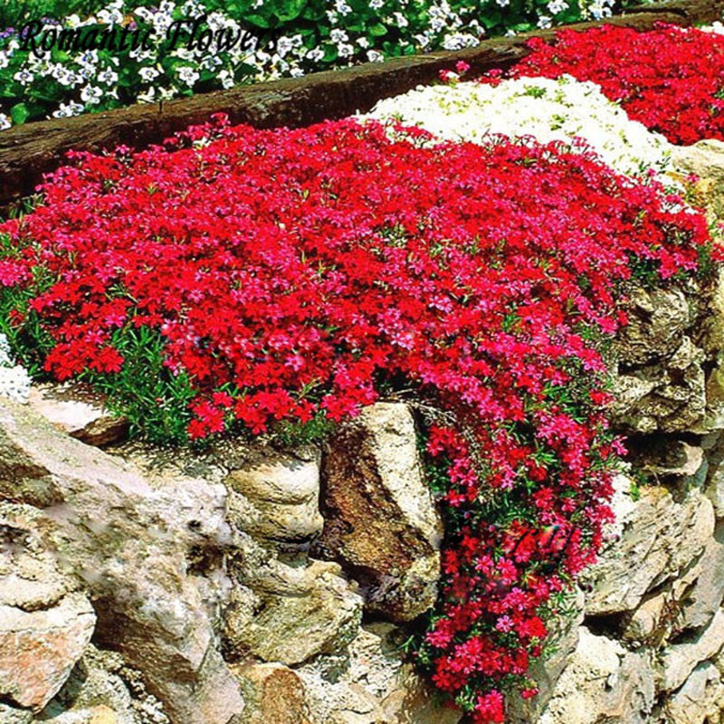 50 particles/bag Rock Cress Bright Red Seeds Perennial Flowering