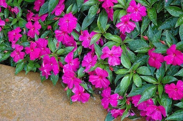 IMPATIENS TOM THUMB MIX FLOWER SEEDS FREE SHIPPING 25 FRESH SEEDS IMPATIENCE