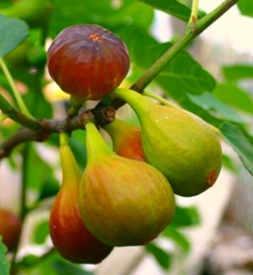 SEEDSSelfPollinating, Easy Grow, Very Hardy “Chicago Hardy" Fig Zone