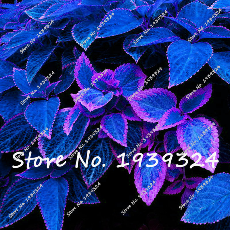 100 pcs blue Coleus rare flower seeds,Indoor flower bonsai seeds