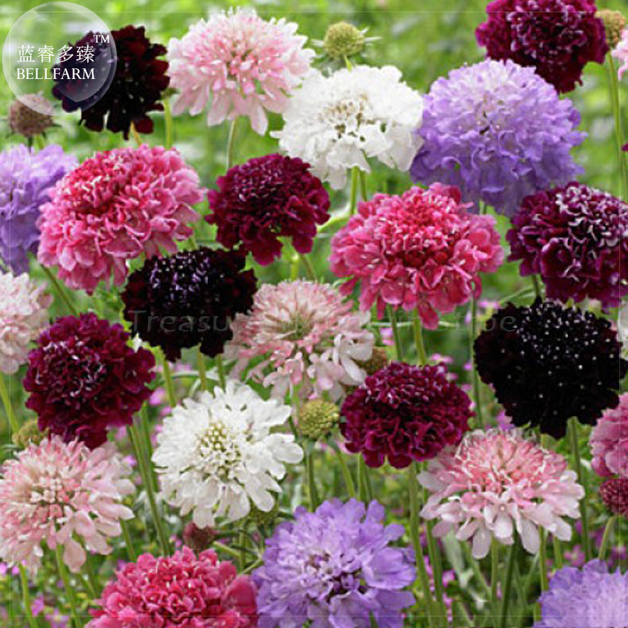 Scabiosa Pincushion Flowers Seeds, 20 Seeds, Professional Pack, a must