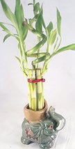 Jmbamboo - Live Spiral 7 Style Lucky Bamboo Plant Arrangement w/adorable baby el - $29.39