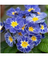 30 seeds Rare Blue White Striped Evening Primrose with yellow eyes - $9.98