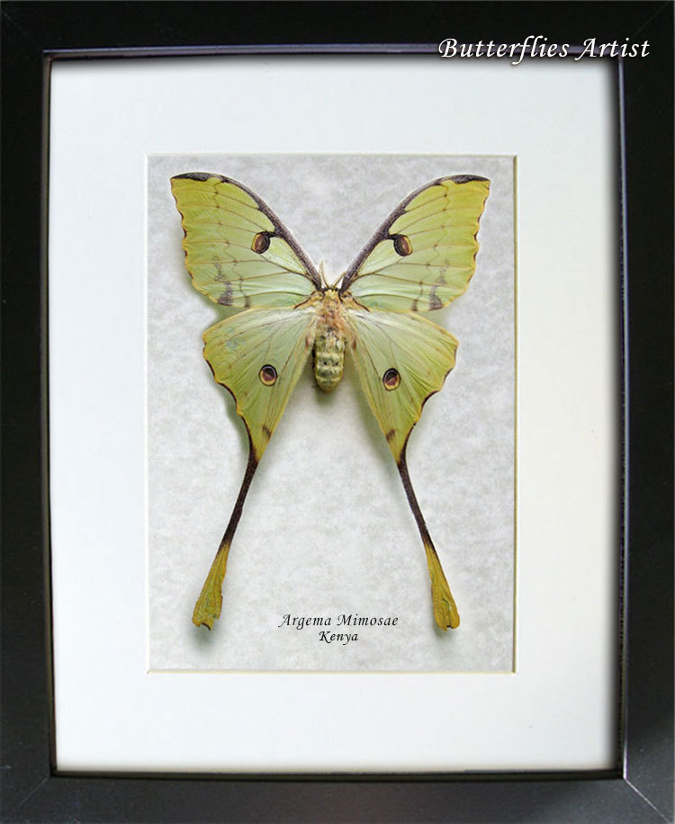 African Moon Real Moth Argema Mimosae From Kenya In Museum ...